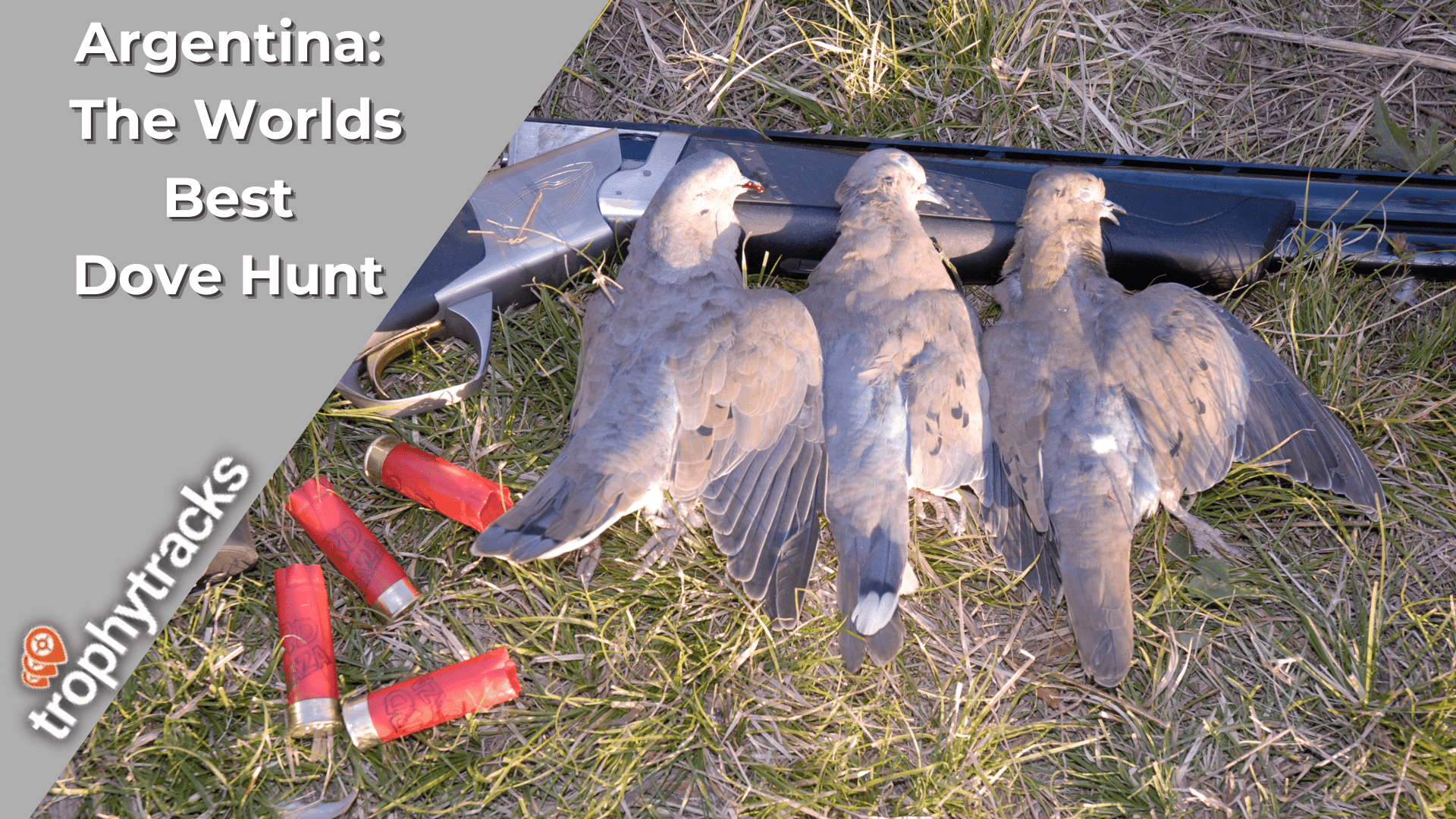 Harvested Doves