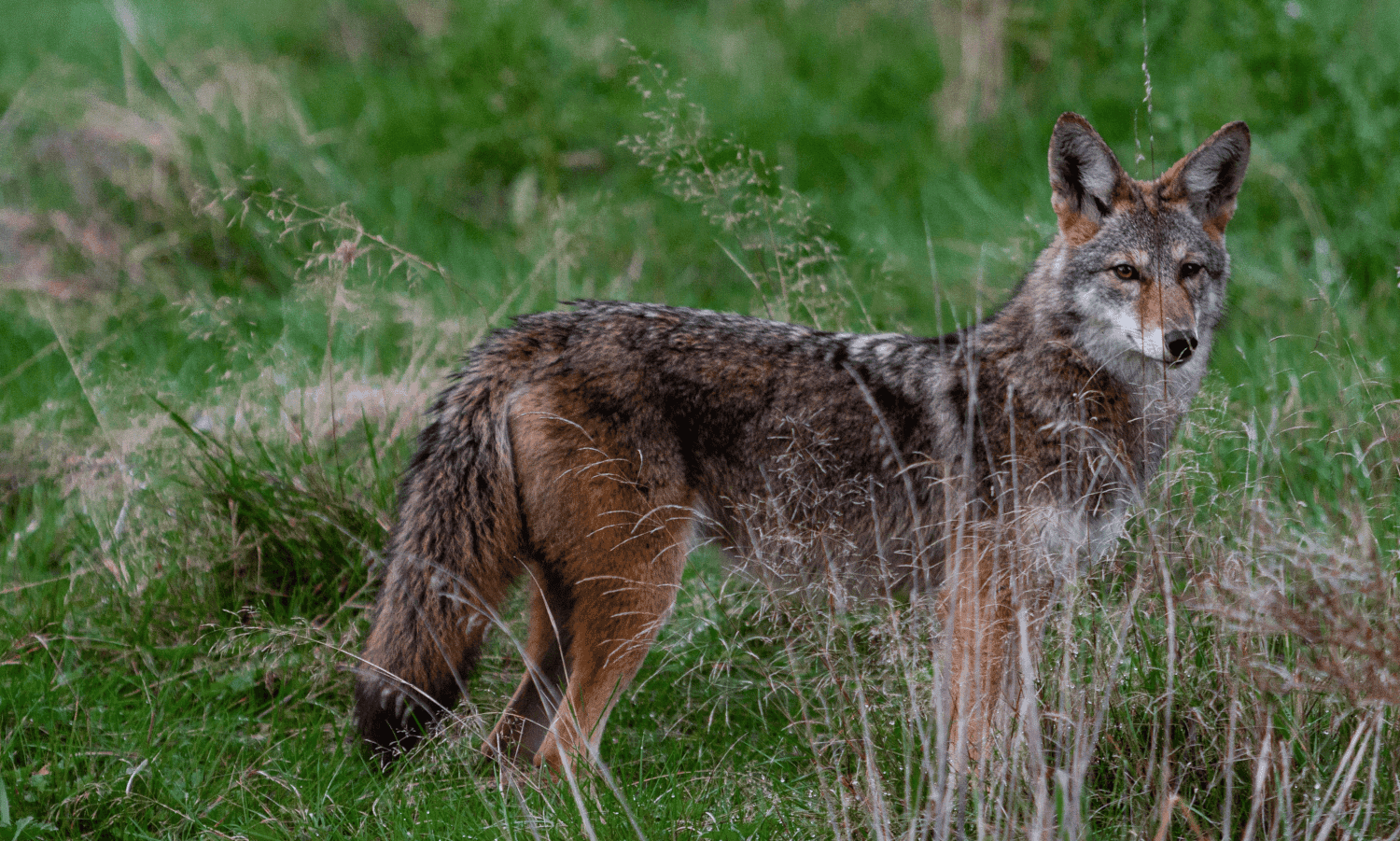 Hunting Apps and Better Coyote Hunting