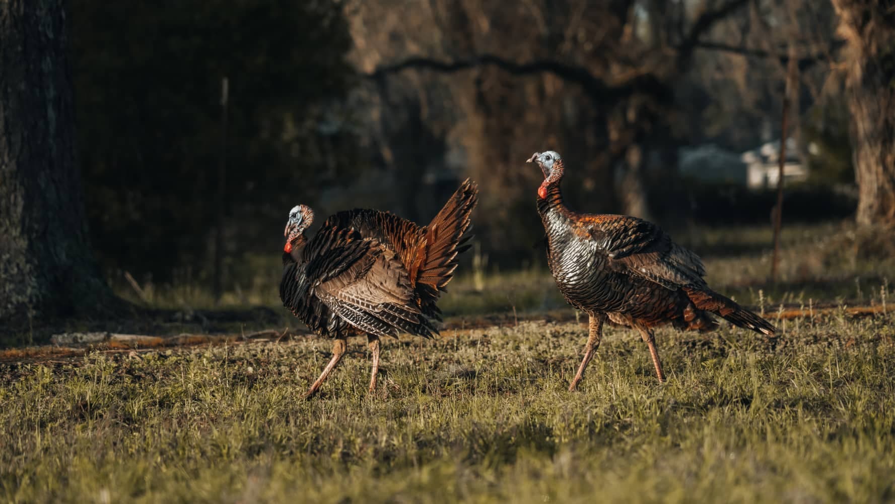 declining turkey populations