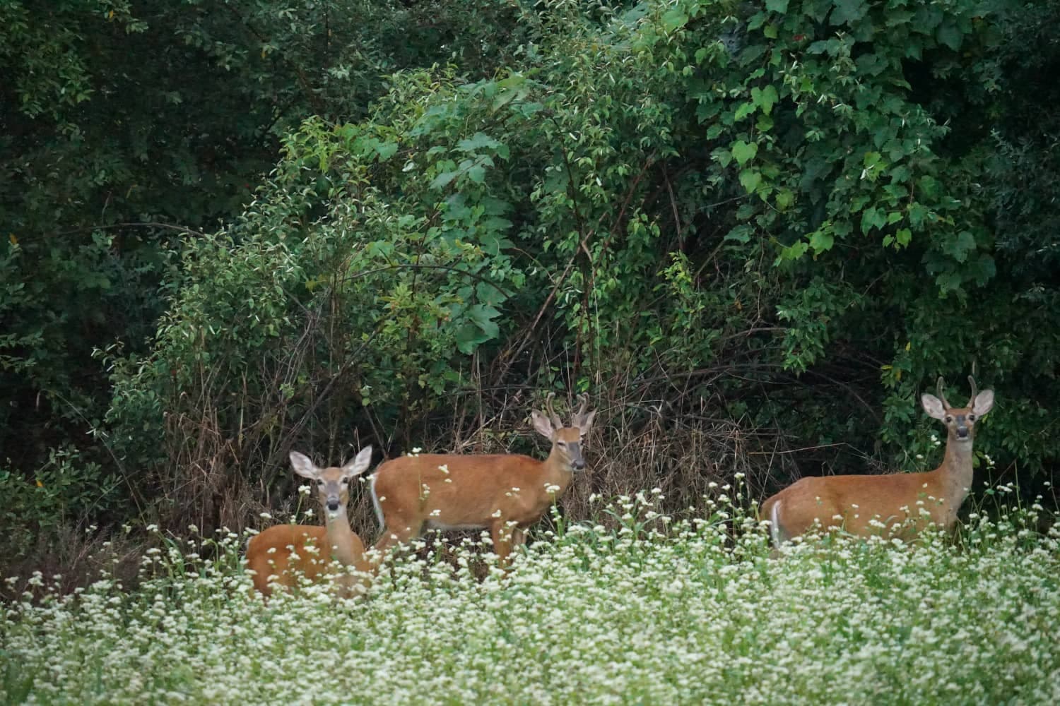 Hunting Apps and Predicting Success