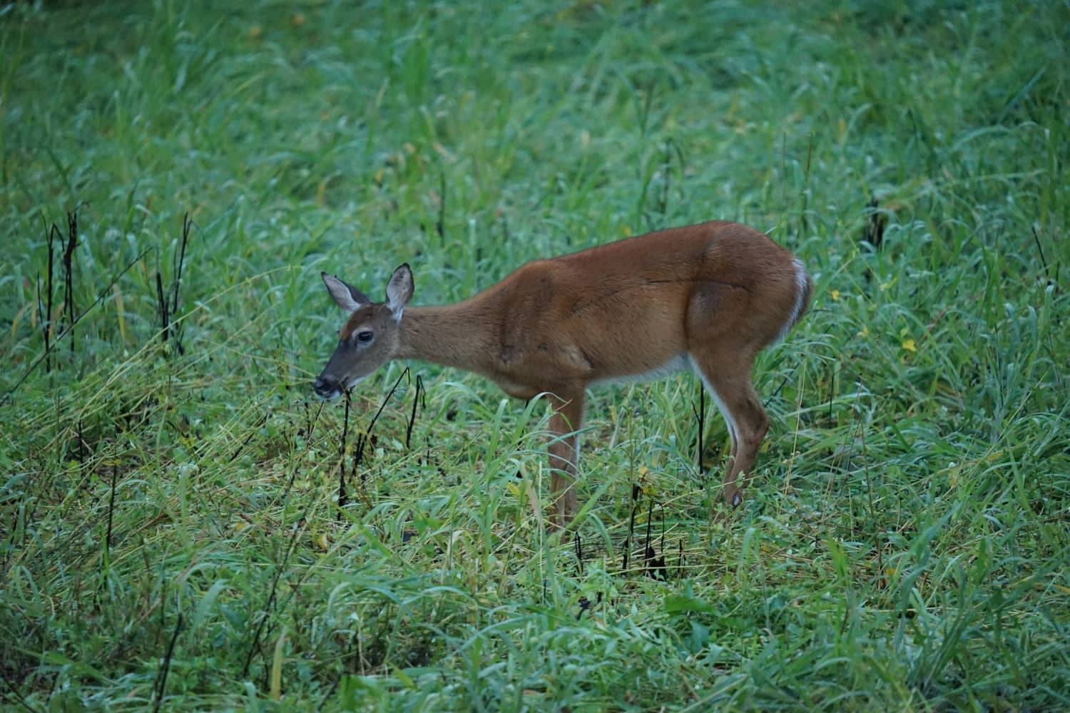 managing food plots