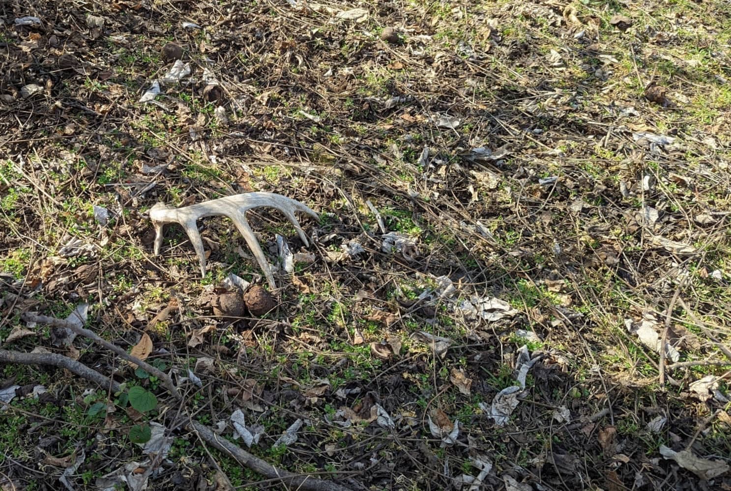 shed hunting for beginners