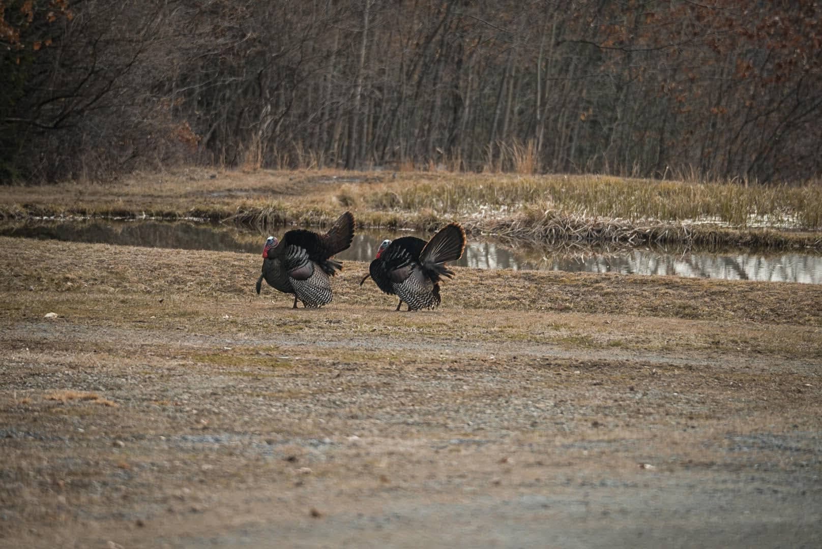 hunting pressured public land turkeys