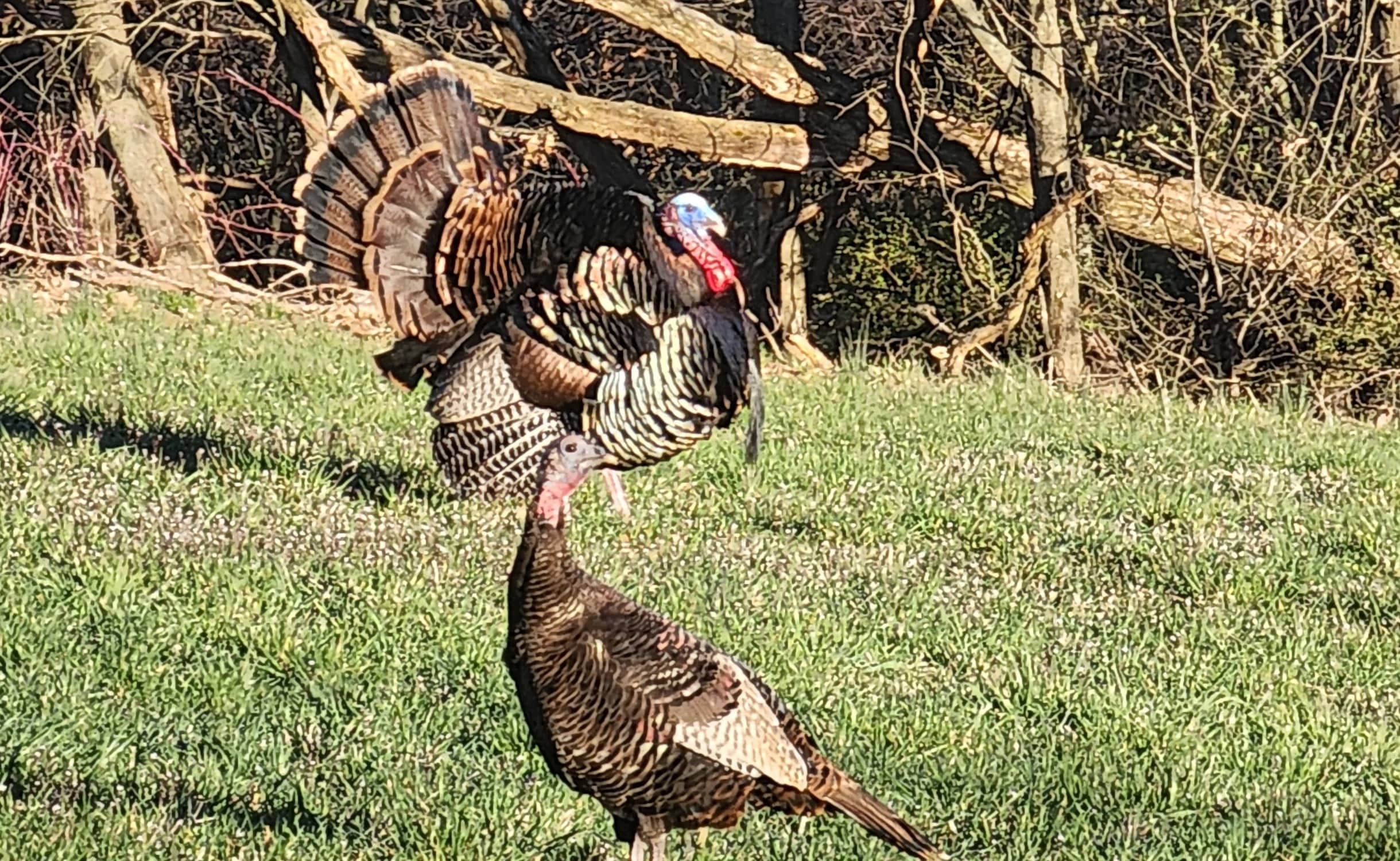 hunting app features for turkey hunting season