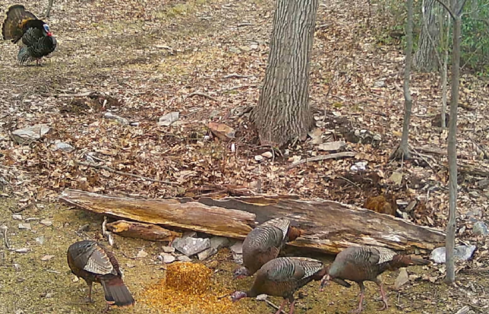 spring turkey season