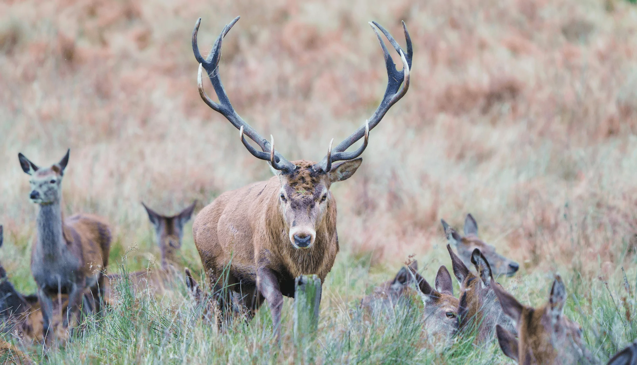 red stag hunting