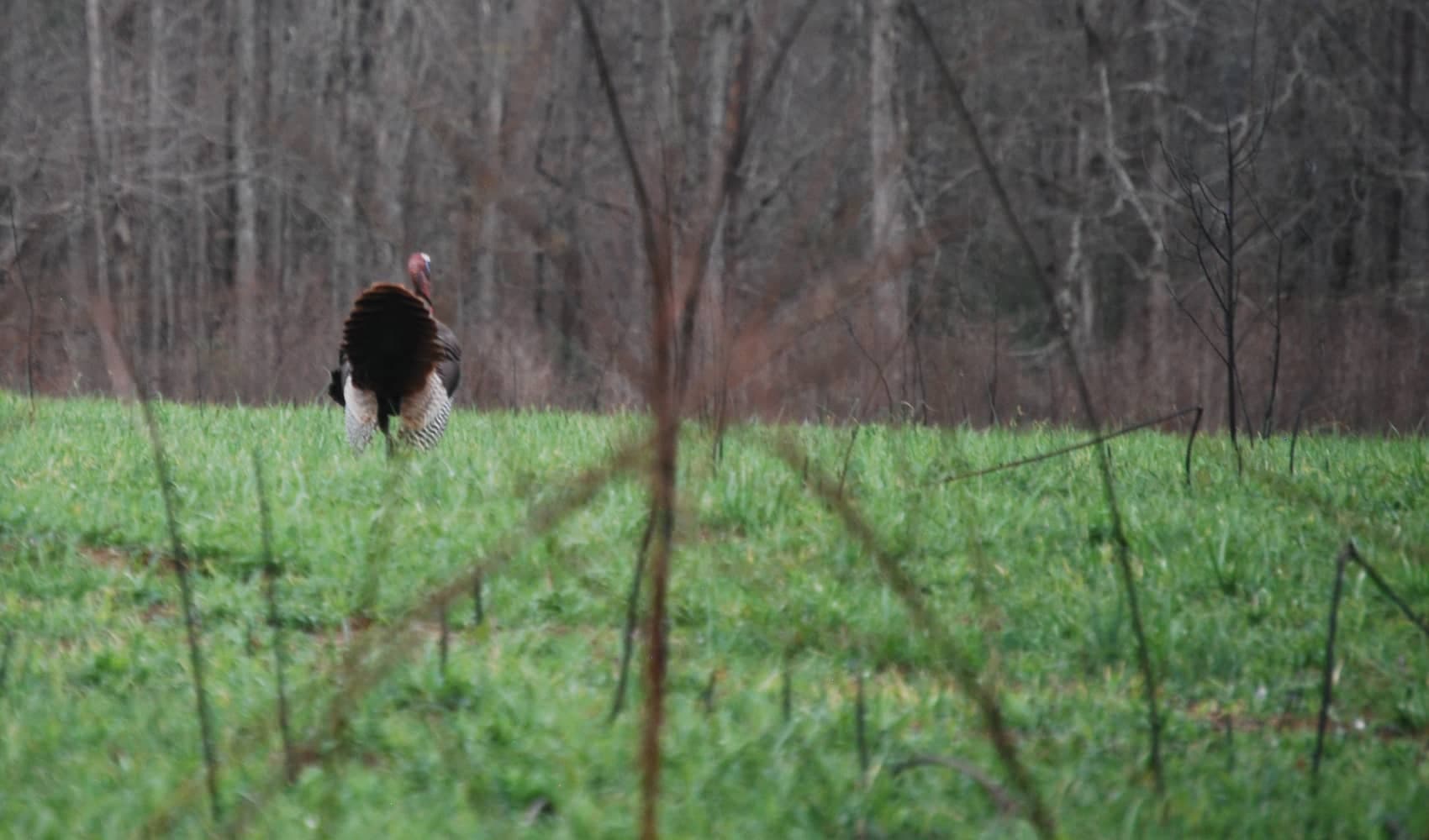how to scout turkey on public land