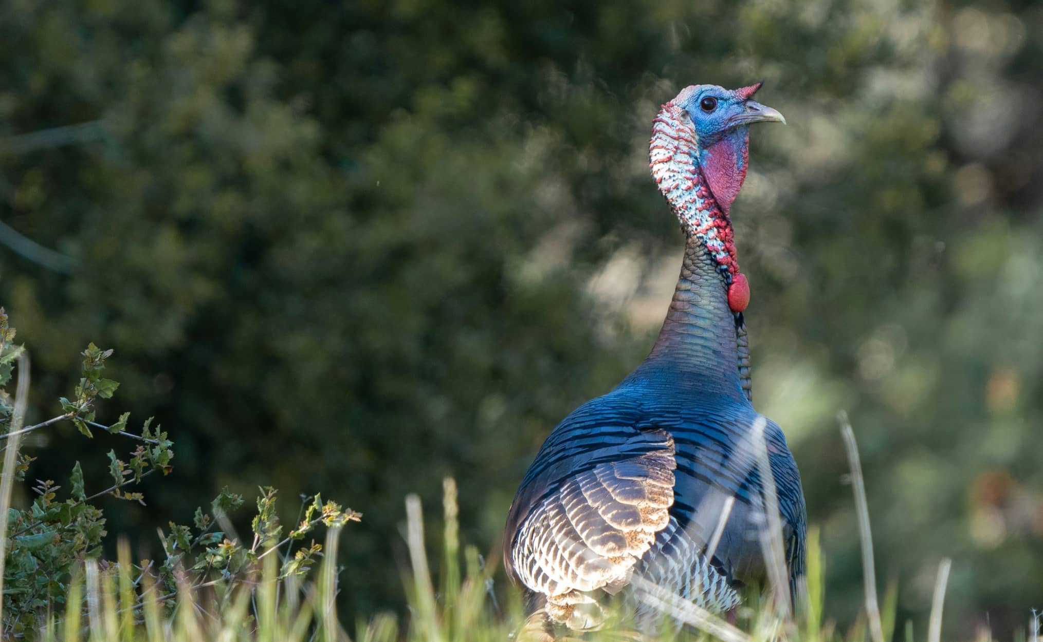 turkey hunting tips
