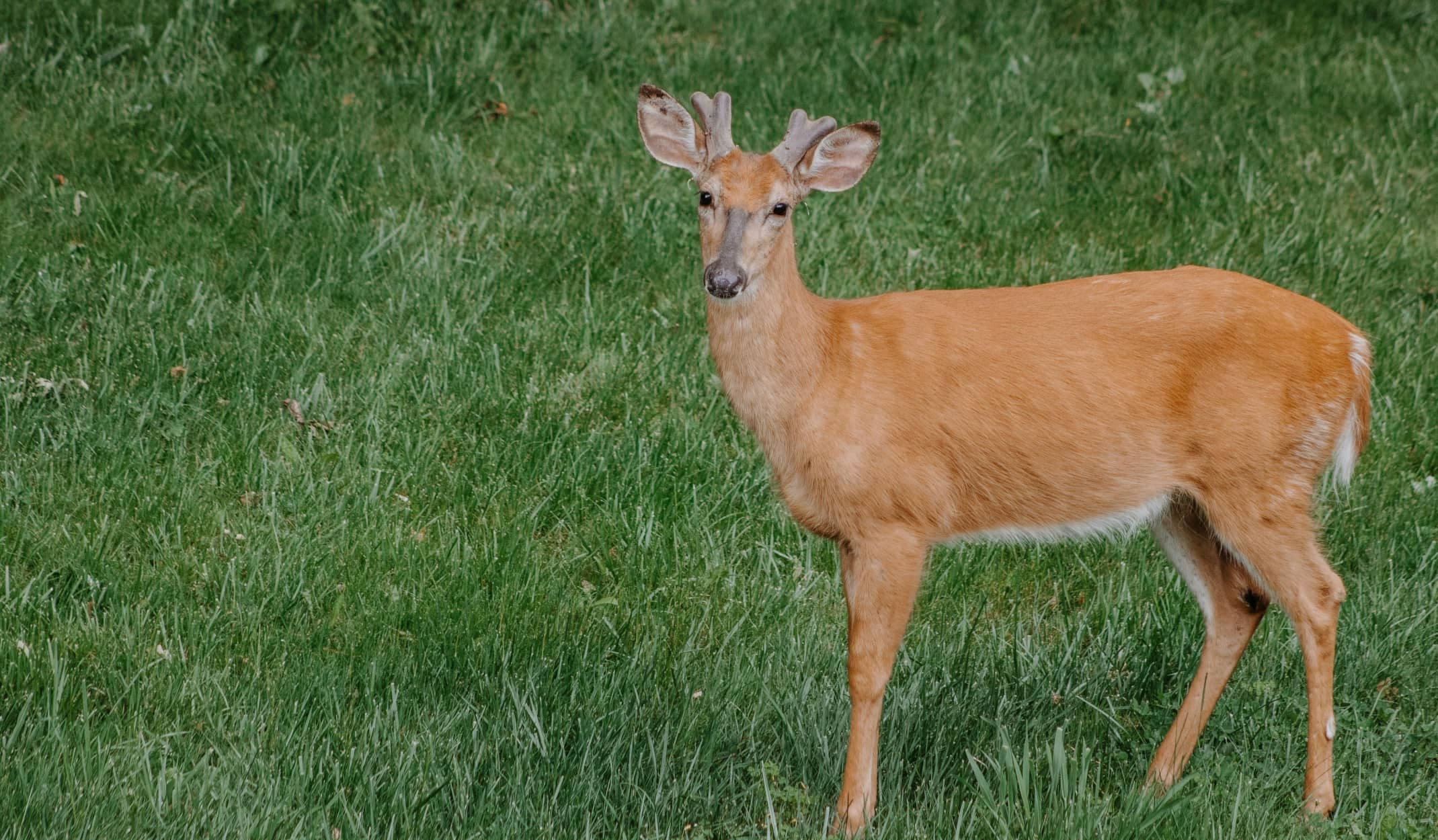 deer mineral sites