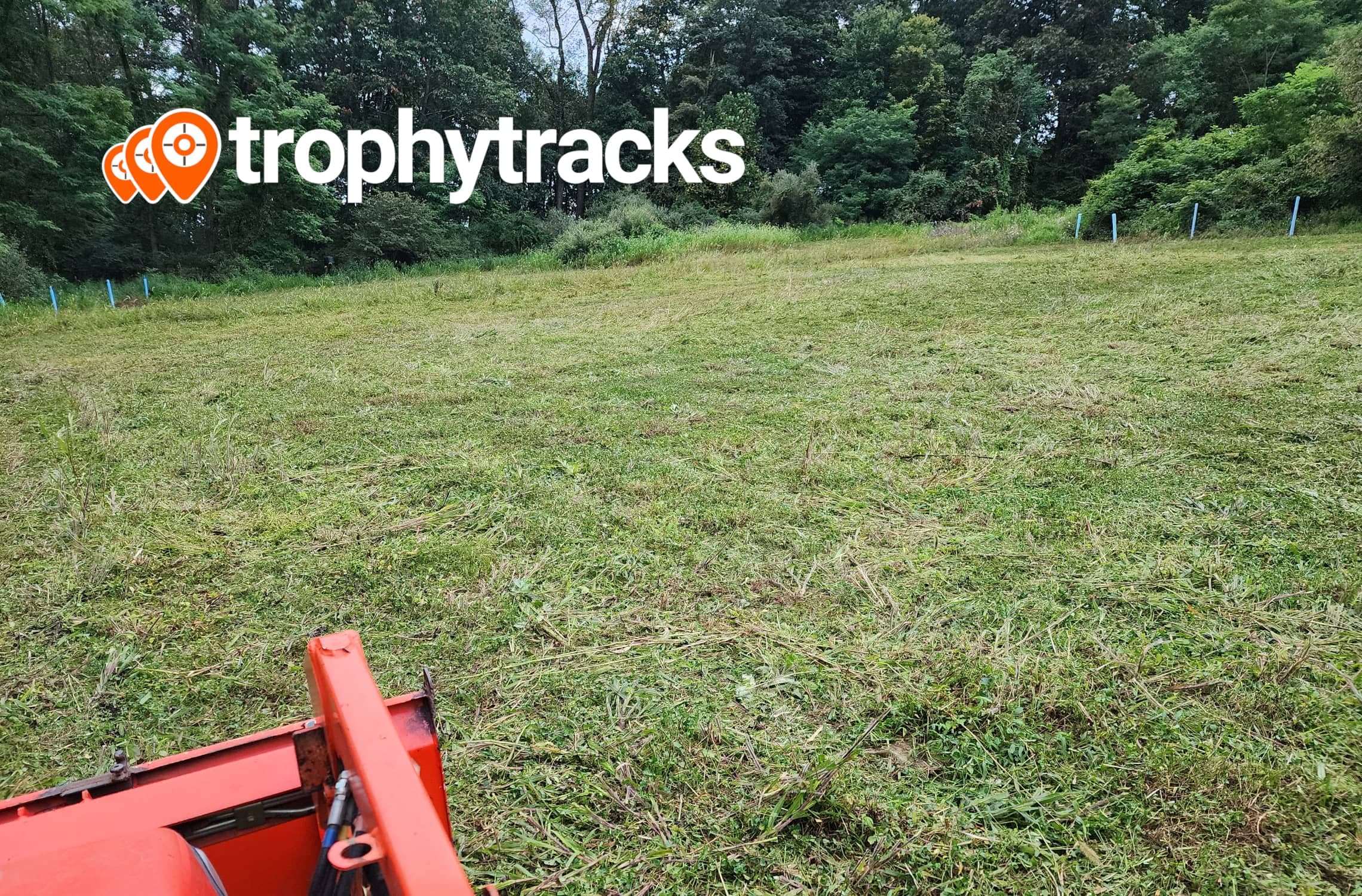summer food plots for deer