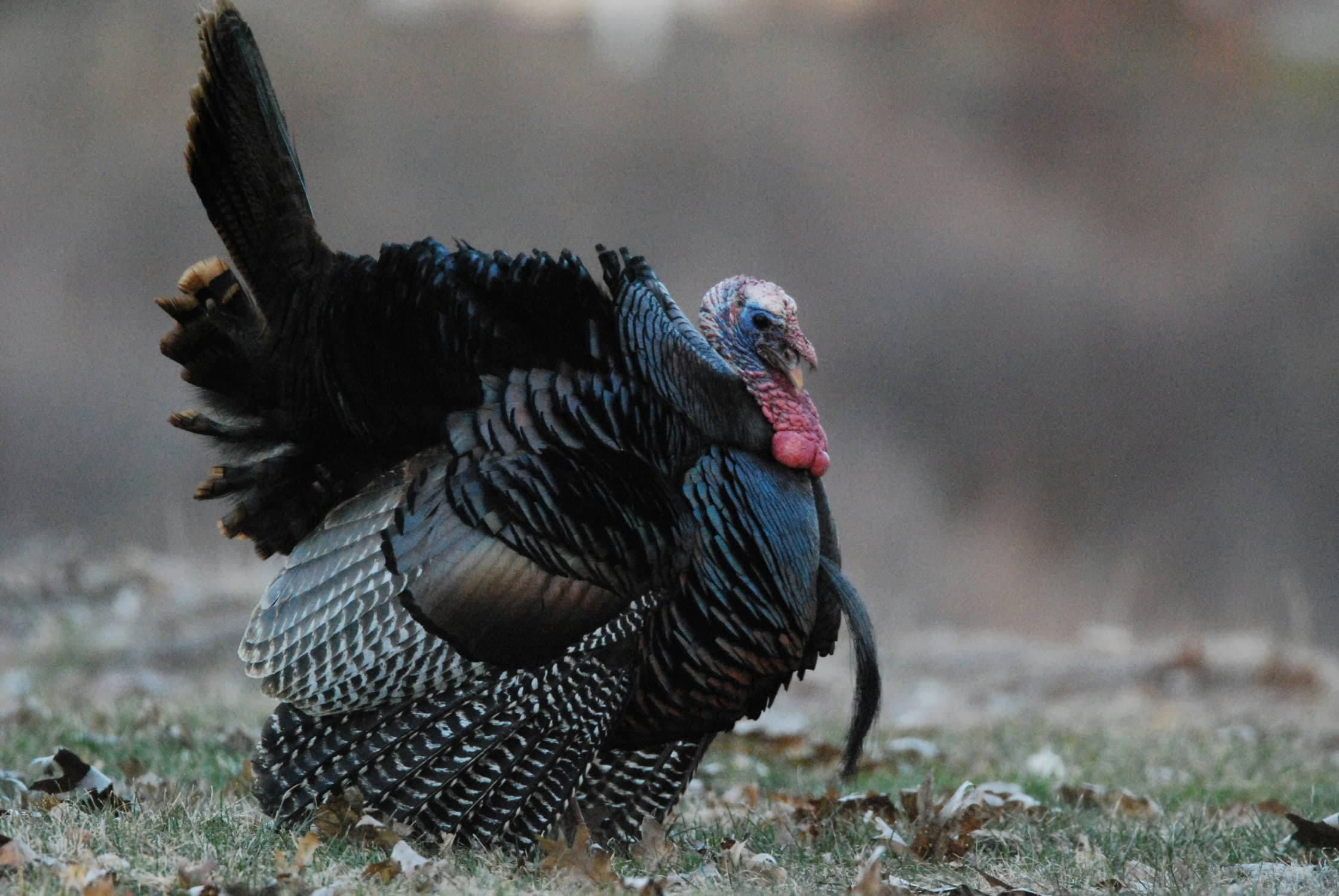 end of turkey season