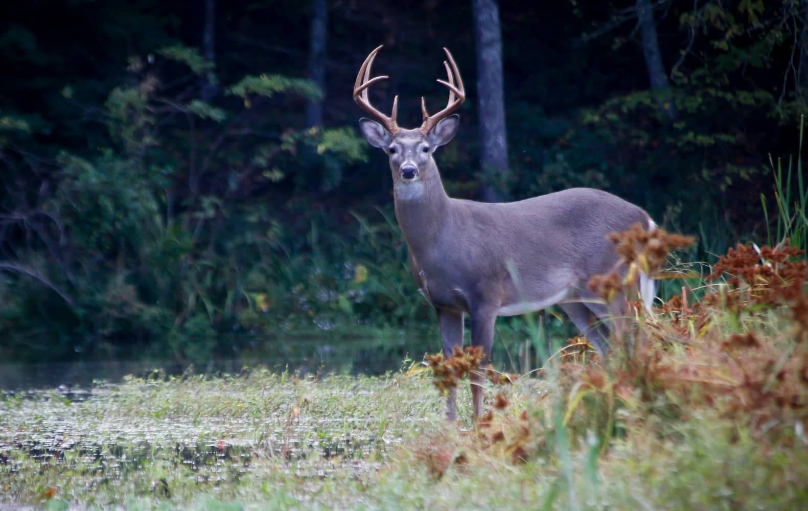 how to pattern mature bucks