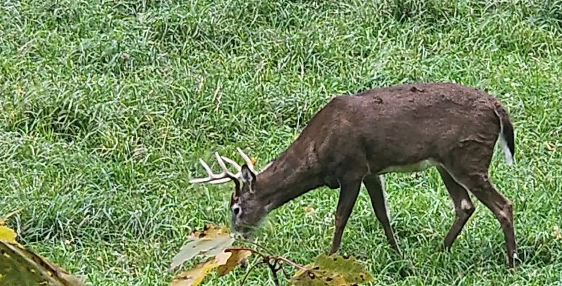 5 Whitetail Deer Hunting Tips That Work Better With Your Own Data