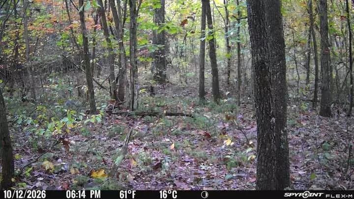 trail camera tips
