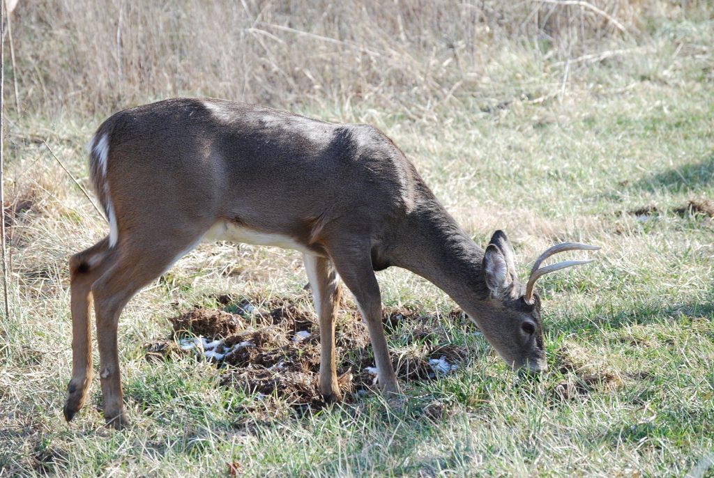 Deer Hunting Apps
