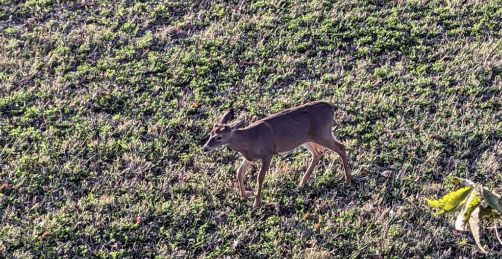 rifle season tips