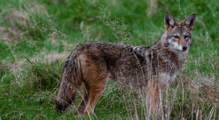 clever-ways-hunting-apps-help-you-shoot-more-coyotes-feature