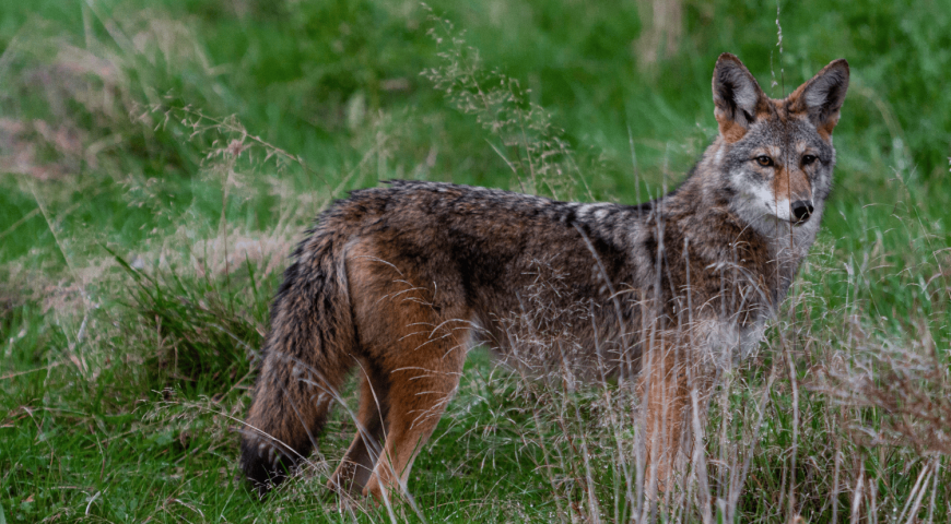 coyote autovelox vs saphe Archivi 