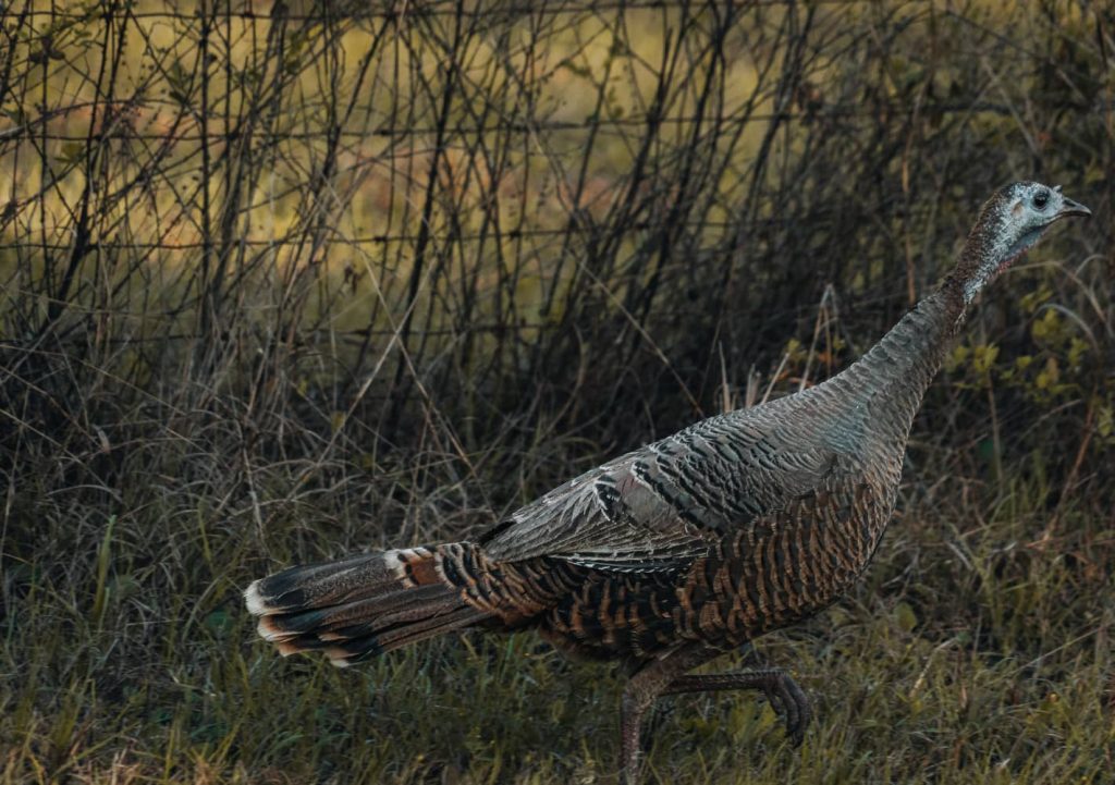 declining turkey populations and how it impacts turkey hunting