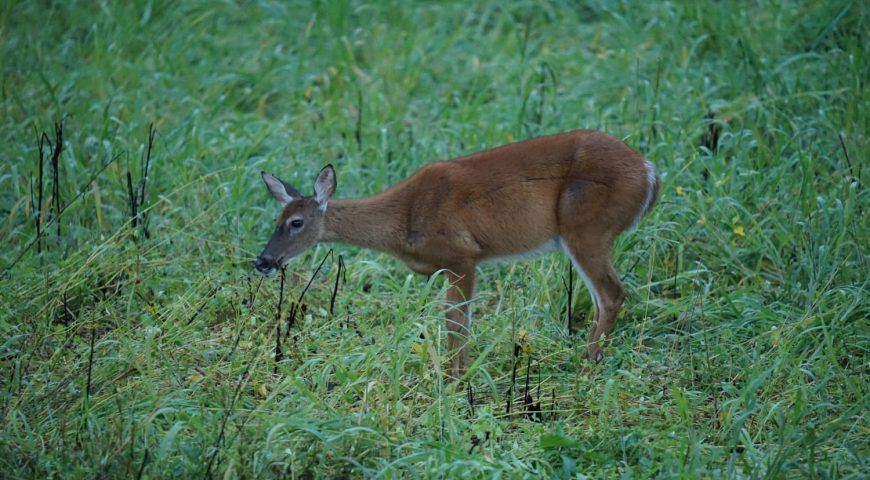 managing-food-plots-with-hunting-apps-feature