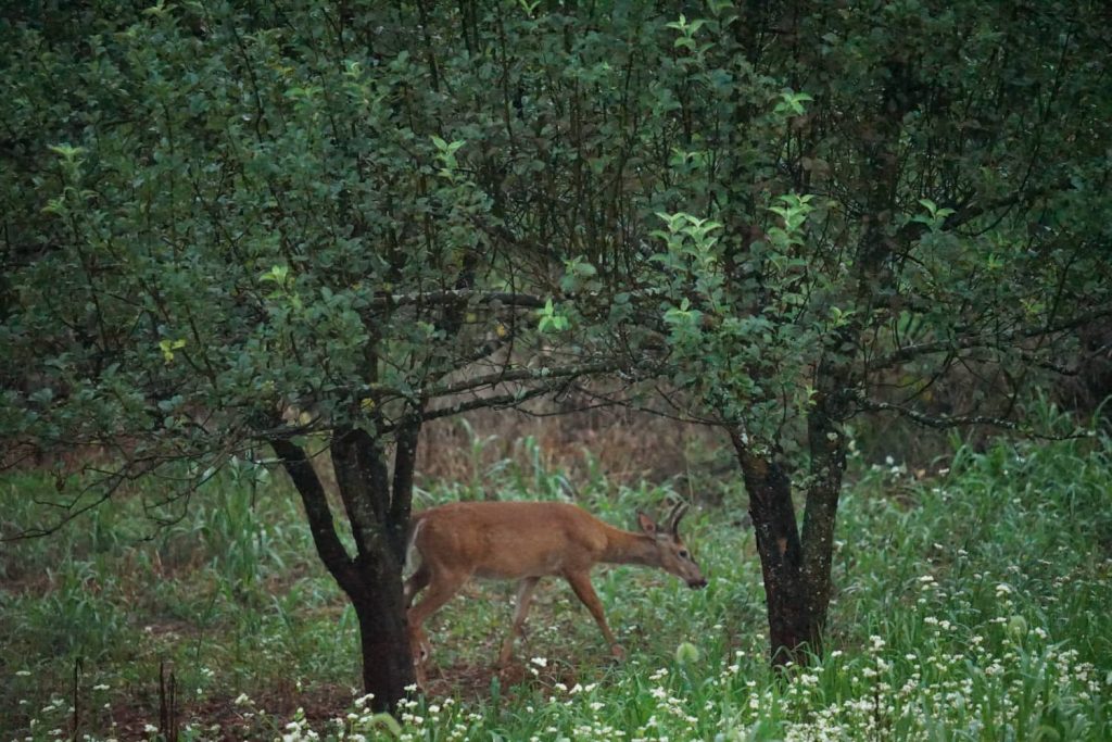 best deer food plot