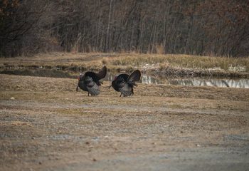 hunting-pressured-public-land-turkeys-feature