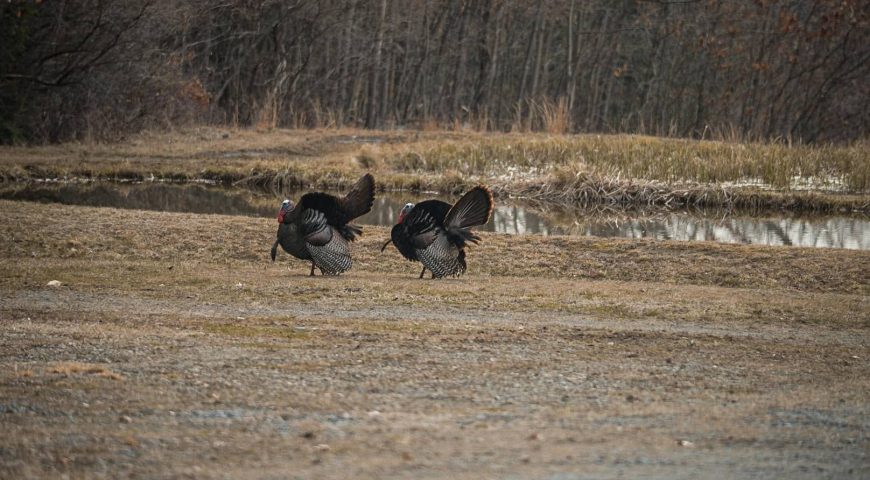 hunting-pressured-public-land-turkeys-feature