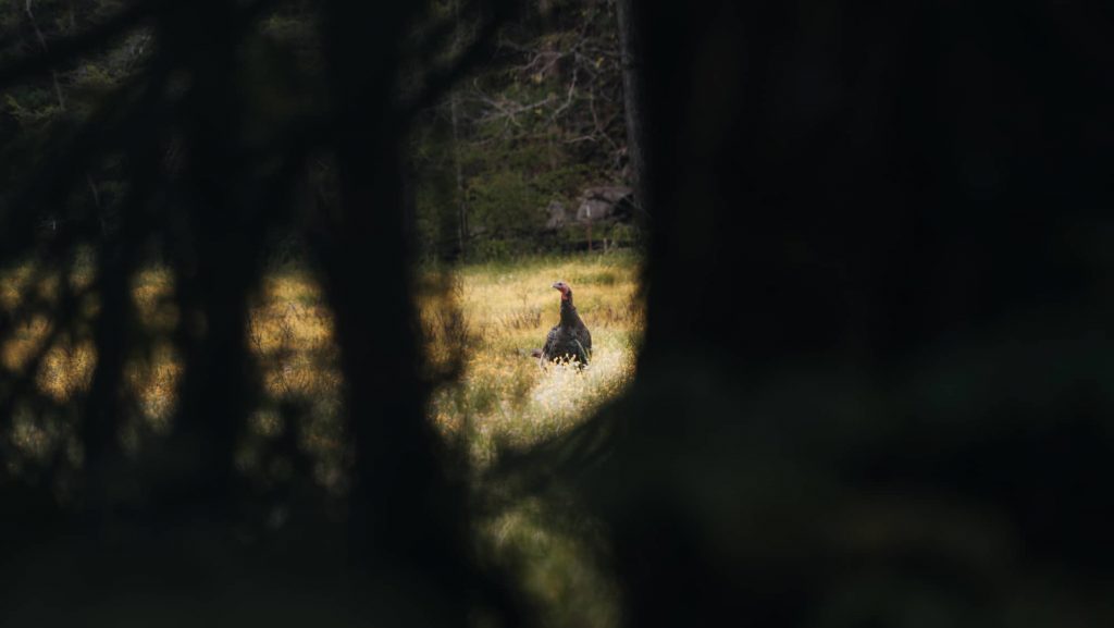 hunting pressured public land turkeys