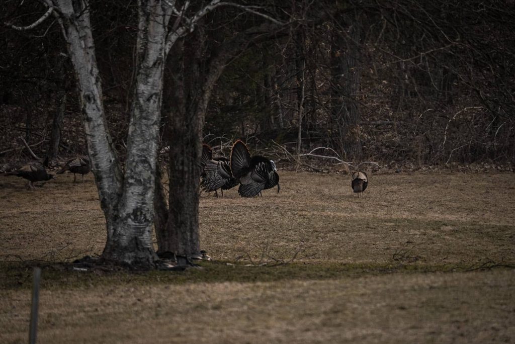 Shotgun Turkey Loads