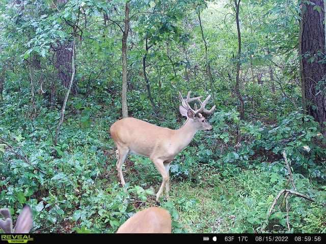 Scent Control: An Essential for Consistently Harvesting Mature Bucks •  Hunting Advice and Tips For Serious Deer And Turkey Hunters