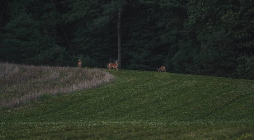 how-to-keep-journal-food-plots-deer-with-trophy-tracks-feature