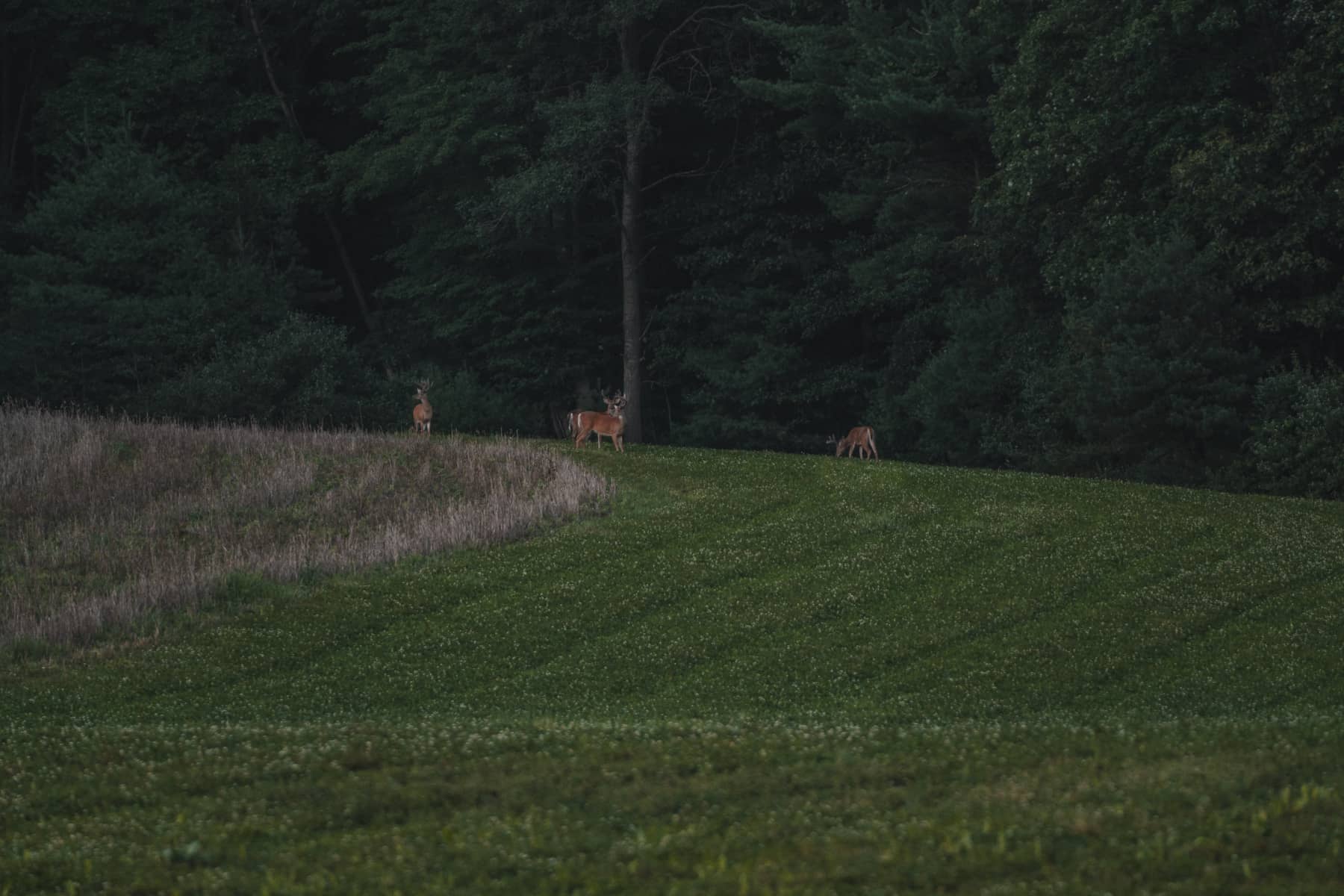 how-to-keep-a-food-plot-journal-for-deer-with-trophytracks