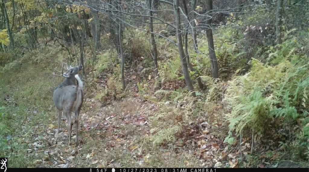 game cameras for deer scouting