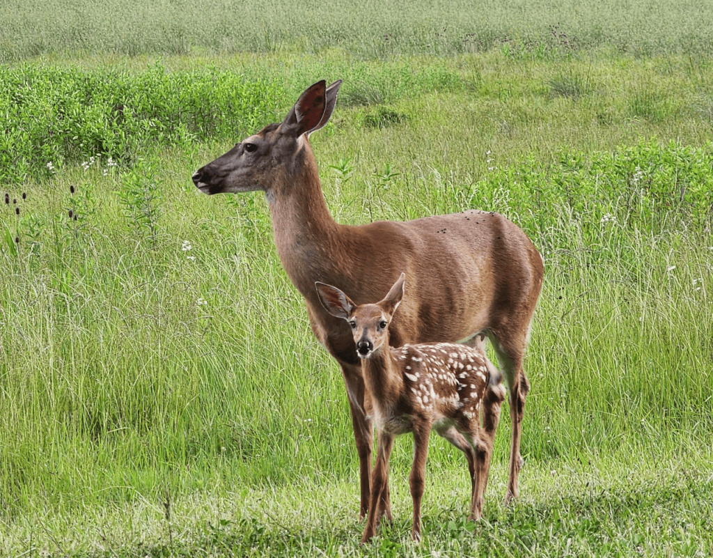 food plot tips