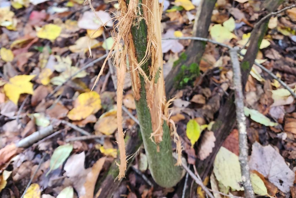 pre-rut whitetail hunting