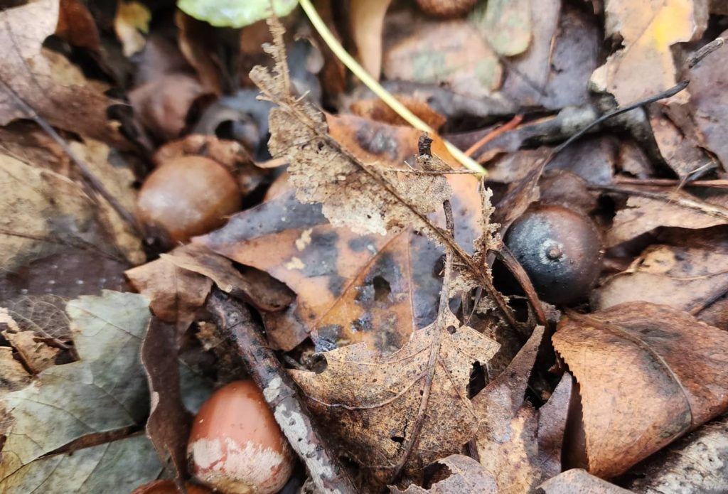 early season archery hunting with TrophyTracks